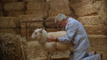 Barnyard fun.