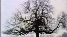 Freaks in the trees.