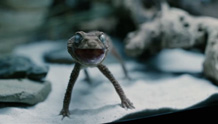 GEICO!